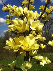 Magnolia Yellow Bird Sarı Manolya Fidanı 30-50 cm