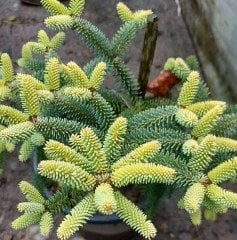 Abies Pinsapo 'Aurea' Fidanı 20-40 cm