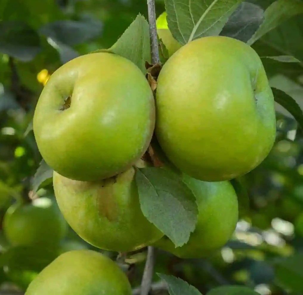 Küp Elması Fidanı 130-150 cm