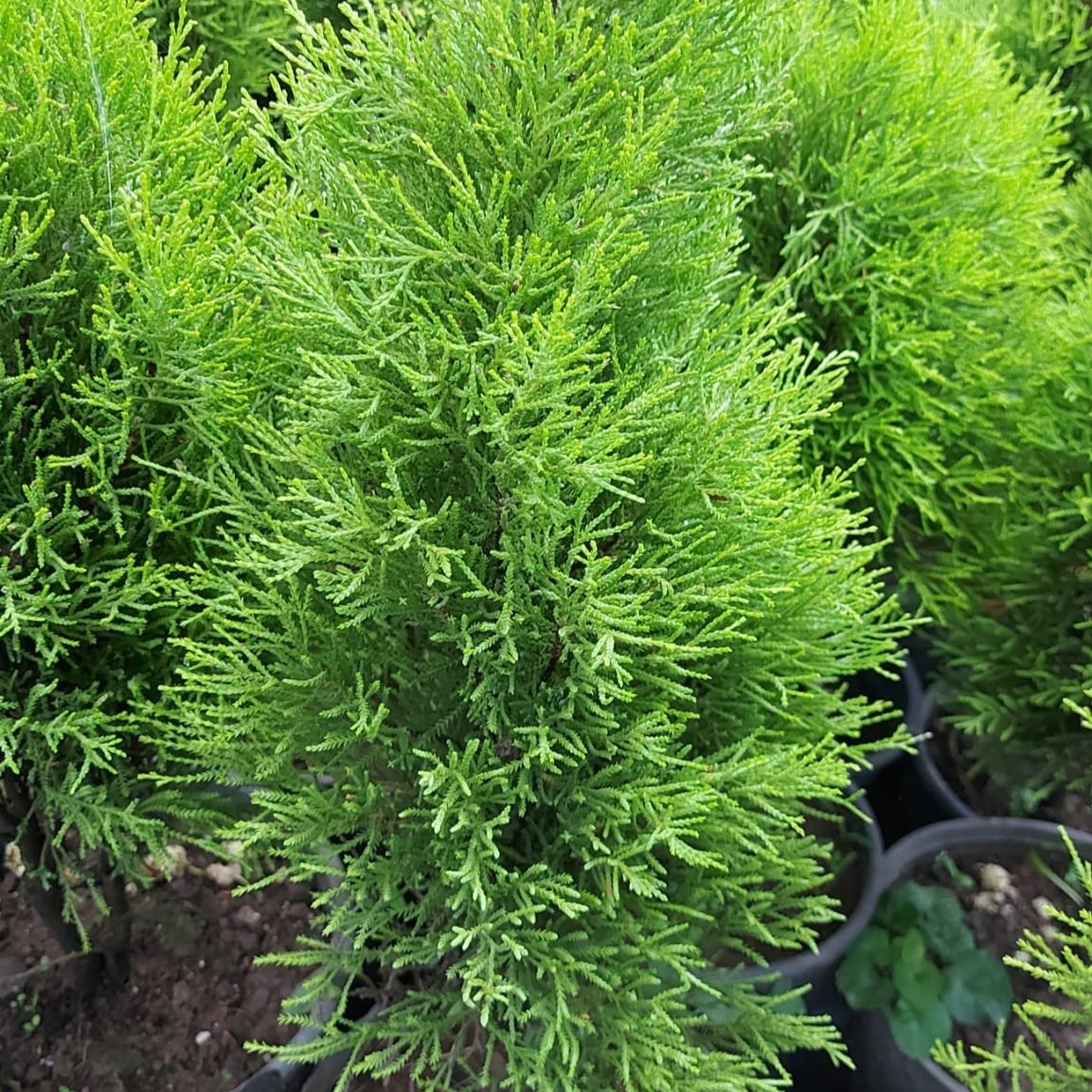 Limoni Servi 100-120 cm