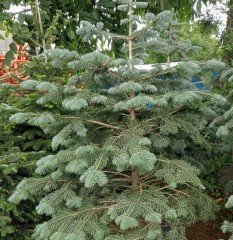 Kızıl Göknar (Abies Procera Glauca) 200 cm