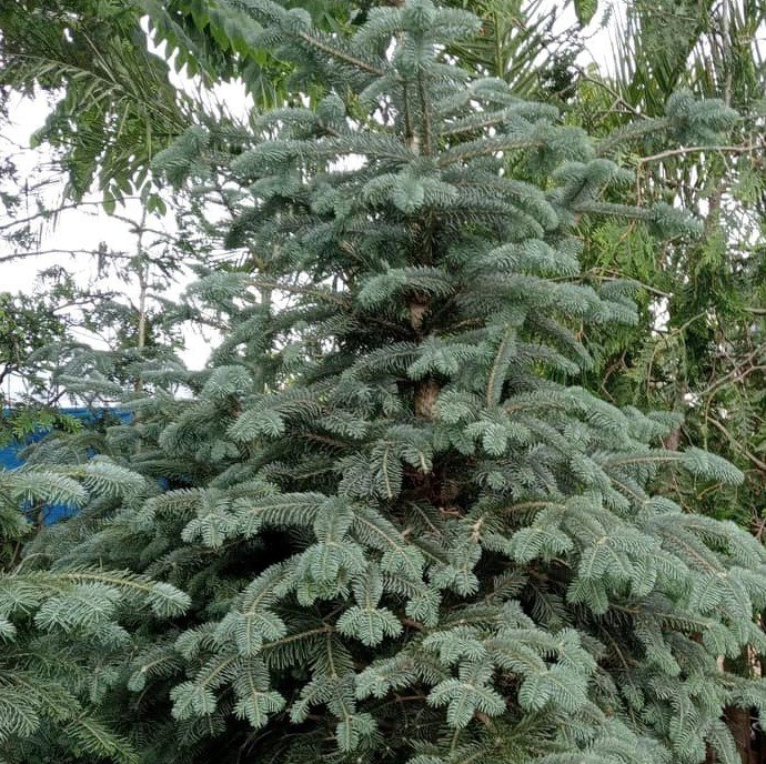 Kızıl Göknar (Abies Procera Glauca) 200 cm