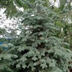 Kızıl Göknar (Abies Procera Glauca) 200 cm