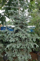 Kızıl Göknar (Abies Procera Glauca) 220-250 cm