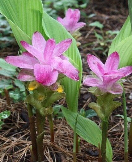 Curcuma zedoaria Pembe Wonder-Pembe Çiçekli Zerdaçal-Canlı Bitki