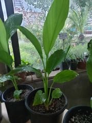 Curcuma zedoaria Pembe Wonder-Pembe Çiçekli Zerdaçal-Canlı Bitki