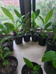 Curcuma zedoaria Pembe Wonder-Pembe Çiçekli Zerdaçal-Canlı Bitki