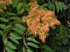 Ailanthus Altissima (Kokarağaç, Cennet Ağacı) 100 cm-Açık Köklü