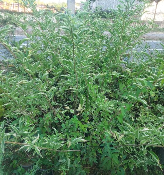 Sambucus Nigra Variegata-Alacalı Ağaç Mürver Fidanı 160-190 cm