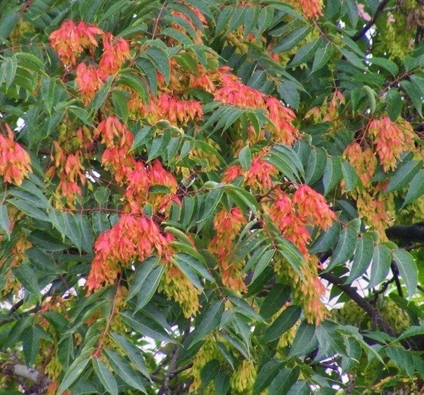 Ailanthus Altissima (Kokarağaç, Cennet Ağacı) 100 cm-Açık Köklü