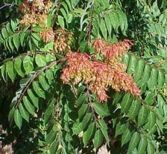 Ailanthus Altissima (Kokarağaç, Cennet Ağacı) 100 cm-Açık Köklü