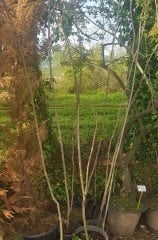 Ailanthus Altissima (Kokarağaç, Cennet Ağacı) 200 cm