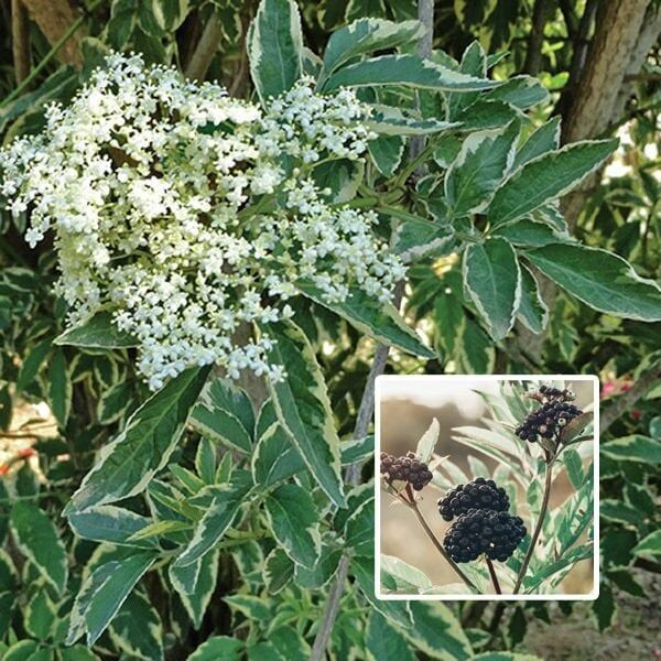 Sambucus Nigra Variegata-Alacalı Ağaç Mürver Fidanı 60-90 cm