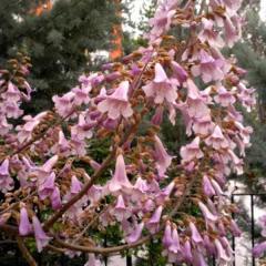 Paulownia Tomentosa-Çin Kavağı Fidanı -Gövde Çevresi 20-24 cm-Rootball