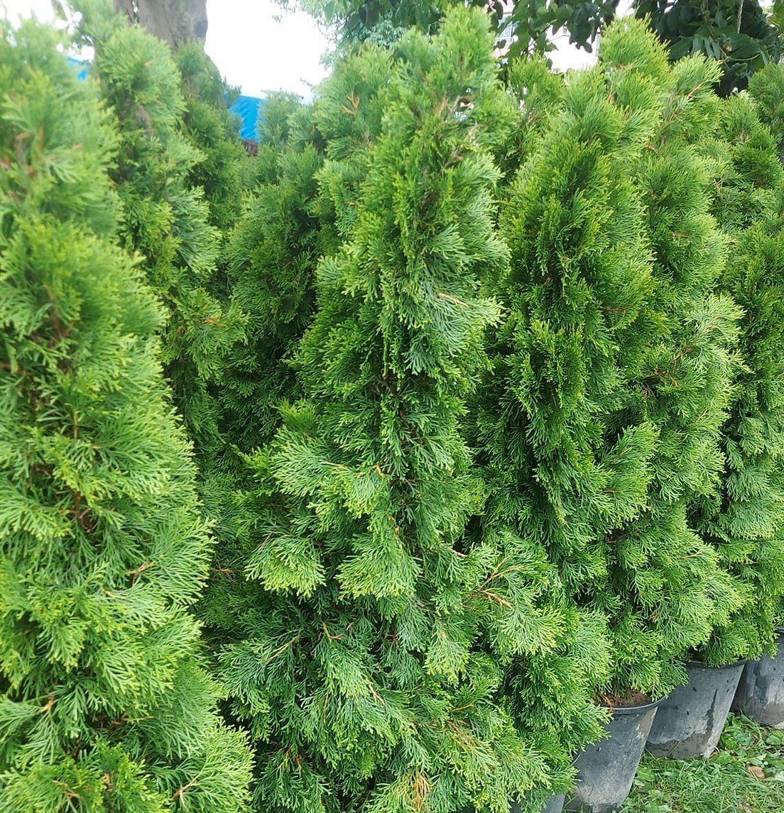 Batı Mazısı Smaragd Mazı Thuja Occidentalis Smaragd 175-200 cm