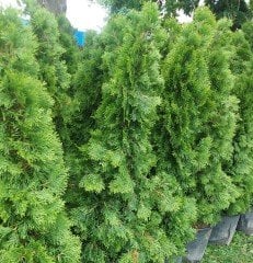 Batı Mazısı Smaragd Mazı Thuja Occidentalis Smaragd 175-200 cm