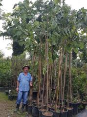 Paulownia Tomentosa-Çin Kavağı Fidanı -Gövde Çevresi 20-24 cm-Rootball