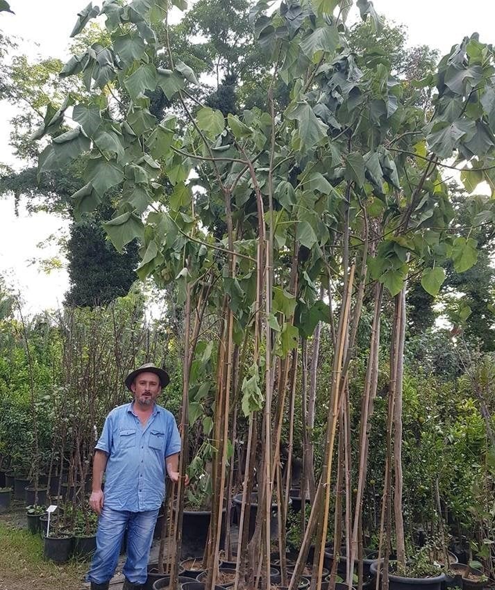 Paulownia Tomentosa-Çin Kavağı Fidanı 300 cm