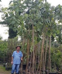Paulownia Tomentosa-Çin Kavağı Fidanı 300 cm