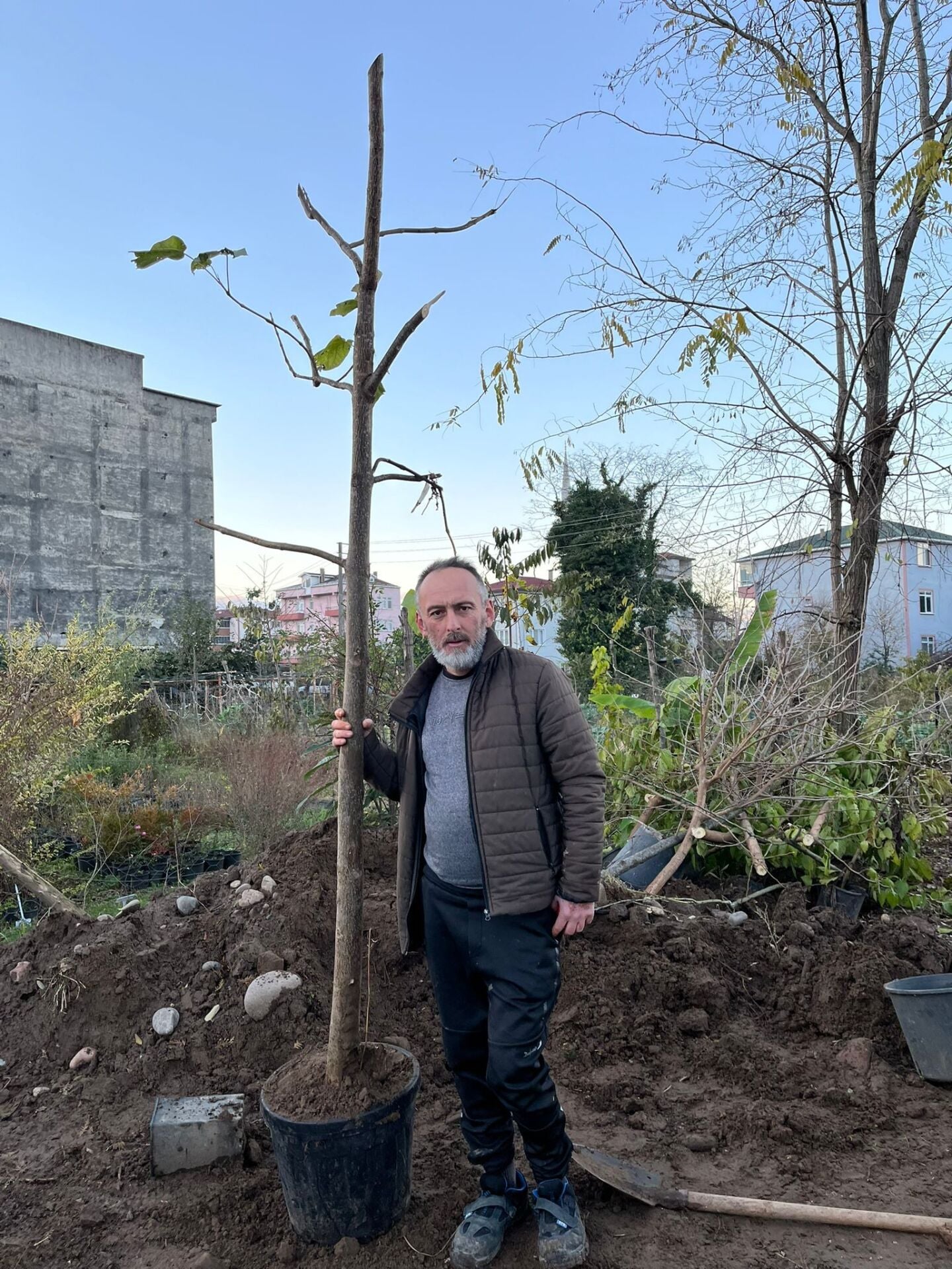 Paulownia Tomentosa-Çin Kavağı Fidanı -Gövde Çevresi 20-24 cm-Rootball