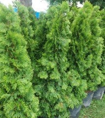 Batı Mazısı Smaragd Mazı Thuja Occidentalis Smaragd 175-200 cm