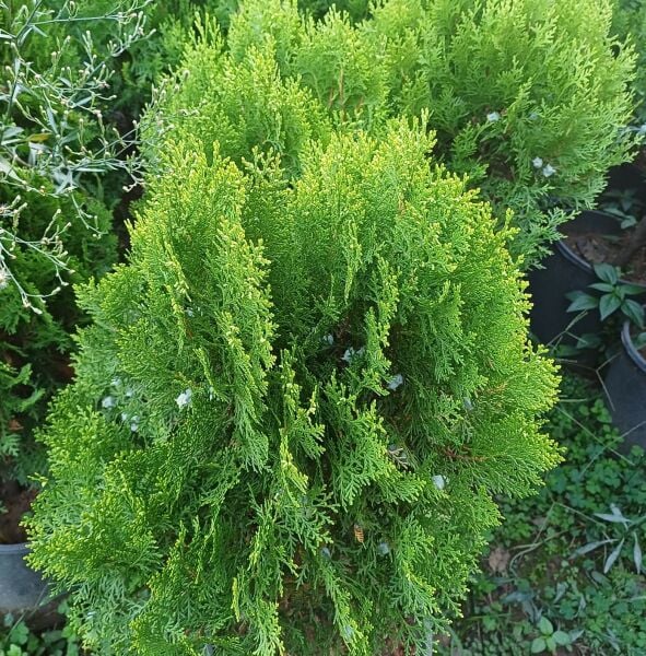 Altuni Top Mazı Fidanı 100-110 cm