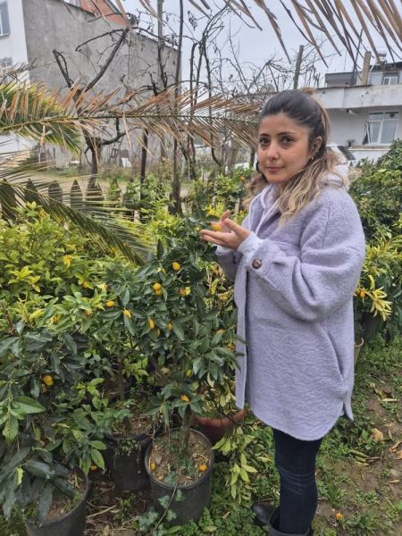 Kamkat Fidanı 5 Yaş 130 cm-Bol Meyveli