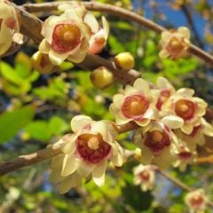 Chimonanthus Praecox (Kış Tatlısı) Anaç Bitki Boy 150-180 cm