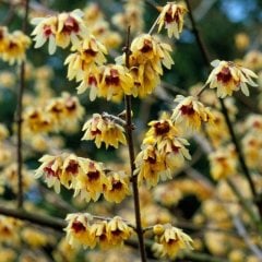Chimonanthus Praecox (Kış Tatlısı) Anaç Bitki Boy 150-180 cm