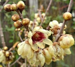 Chimonanthus Praecox (Kış Tatlısı) Anaç Bitki Boy 150-180 cm