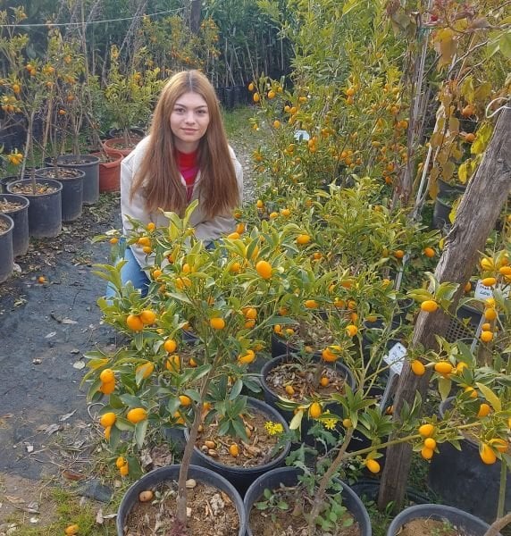 Kamkat Fidanı 5 Yaş 130 cm-Bol Meyveli