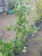 Chimonanthus Praecox (Kış Tatlısı) Anaç Bitki Boy 150-180 cm