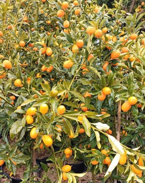 Kamkat Fidanı 5-6 Yaş 130 cm