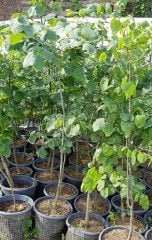 Ihlamur Fidanı 170-200 cm