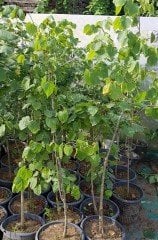 Ihlamur Fidanı 170-200 cm