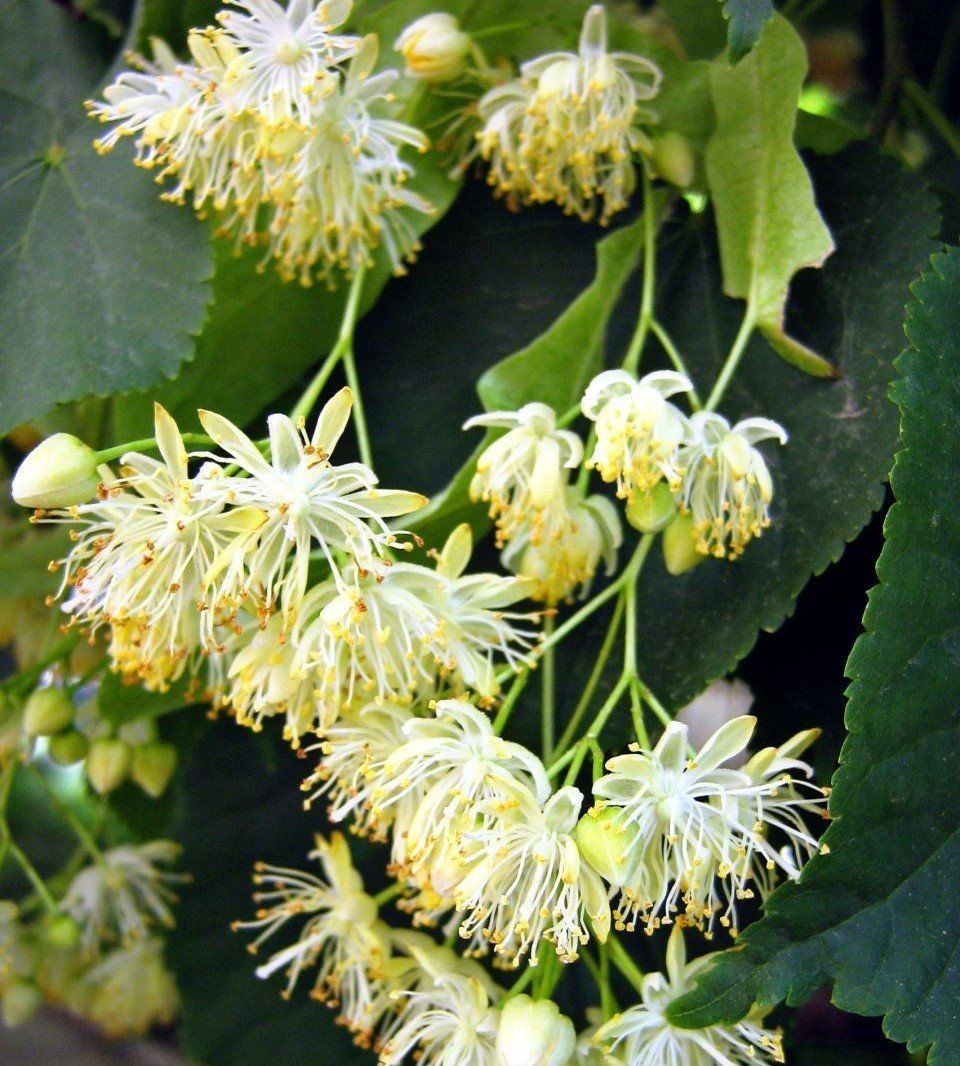 Ihlamur Fidanı 170-200 cm