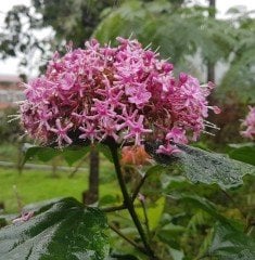 Clerodendrum Bungei-Rus Ortancası-Kısmet Ağacı 80-130 cm