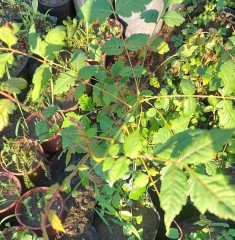Güvey Kandili Ağacı Koelreuteria Paniculata) Boy 80-120 cm
