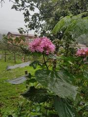 Clerodendrum Bungei-Rus Ortancası-Kısmet Ağacı 20 cm