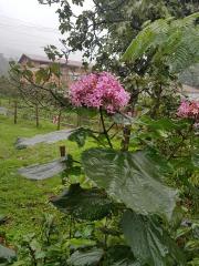 Clerodendrum Bungei-Rus Ortancası-Kısmet Ağacı 20 cm