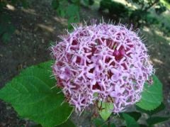 Clerodendrum Bungei-Rus Ortancası-Kısmet Ağacı 80-130 cm