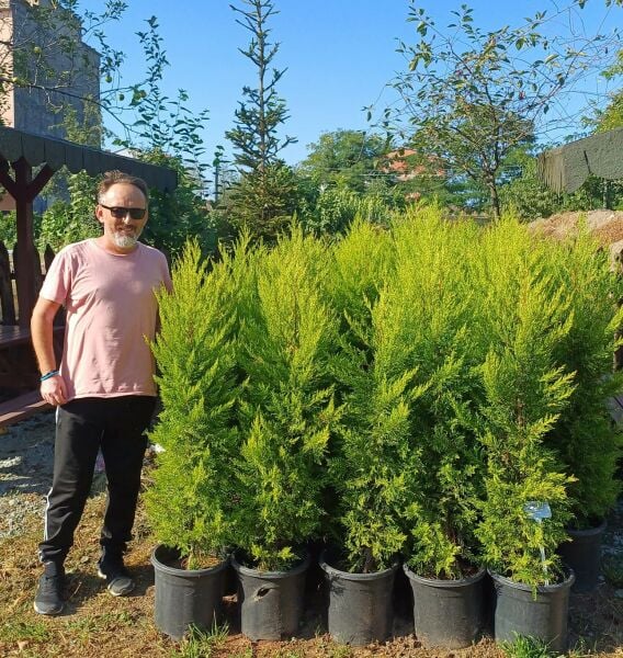 Limoni Servi Cupressus Macrocarpa Goldcrest  Boy 150-170 cm