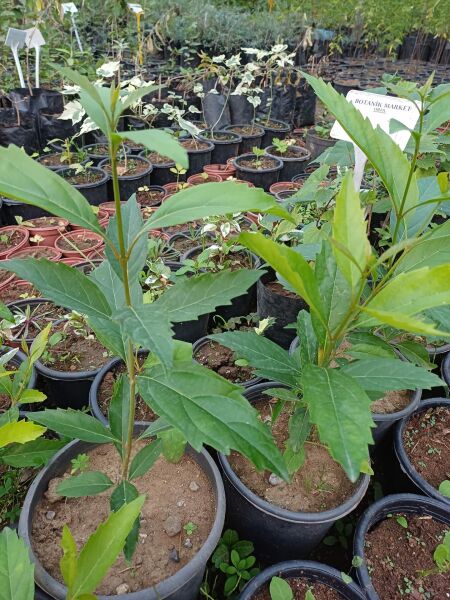 Citharexylum Quadrangulare Fidanı 50-70 cm