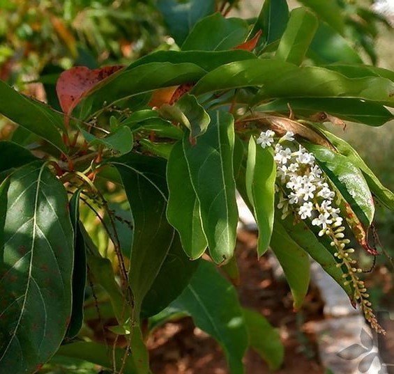 Citharexylum Quadrangulare Fidanı 50-70 cm