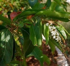 Citharexylum Quadrangulare Fidanı 50-70 cm