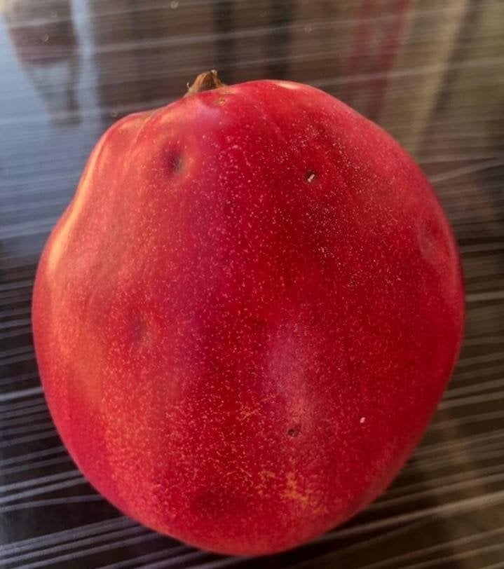 Cengiz Bey 1 Kırmızı Ayva Fidanı 120 cm
