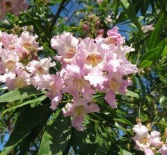 (Chilopsis Linearis) Çöl Söğüdü Fidanı 80-100 cm