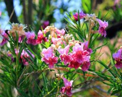 (Chilopsis Linearis) Çöl Söğüdü Fidanı 80-100 cm
