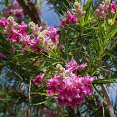 (Chilopsis Linearis) Çöl Söğüdü Fidanı 80-100 cm