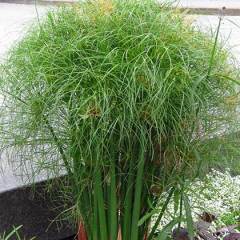 Japon Şemşiyesi Fidanı 130-190 cm